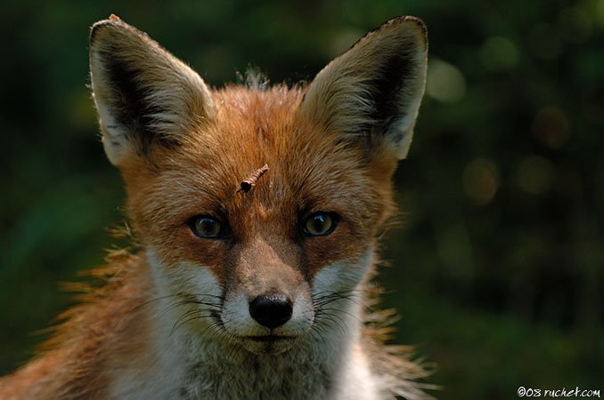 Renard roux - Vulpes vulpes