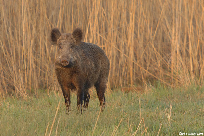 Wild boar - Sus scrofa