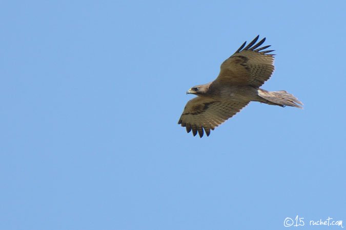 Aigle de Bonelli - Aquila fasciata