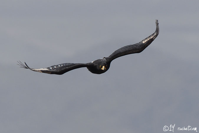 Verreaux's Eagle - Aquila verreauxii