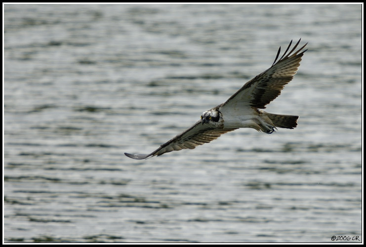 Falco pescatore - Pandion haliaetus