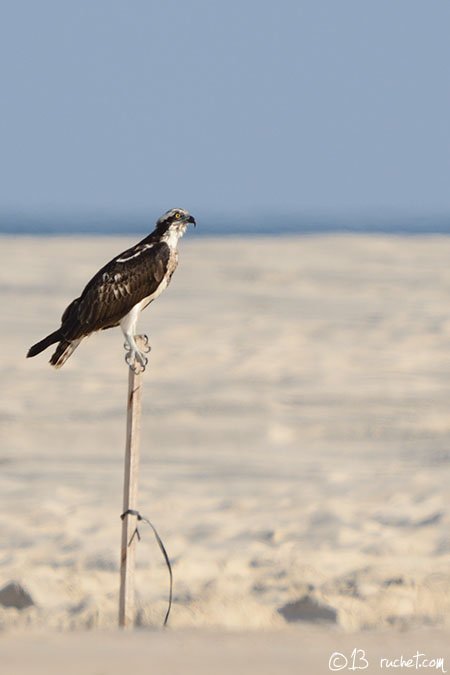 Falco pescatore - Pandion haliaetus