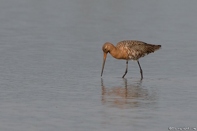 Pittima reale - Limosa limosa
