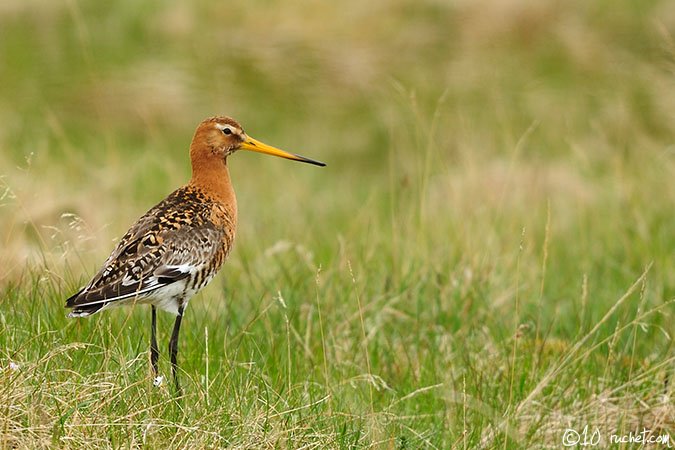 Barge à queue noire - Limosa limosa