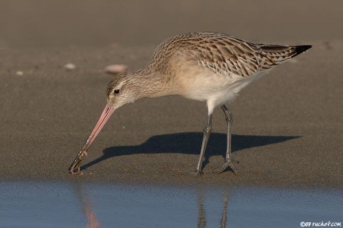 Pittima minore - Limosa lapponica