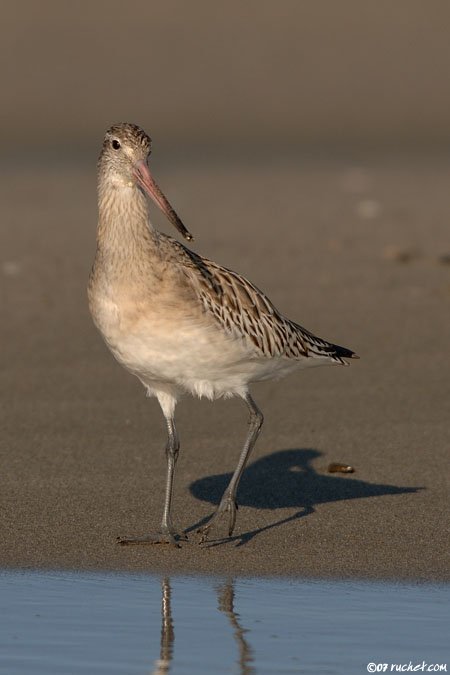 Pittima minore - Limosa lapponica