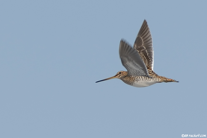 Bekassine - Gallinago gallinago