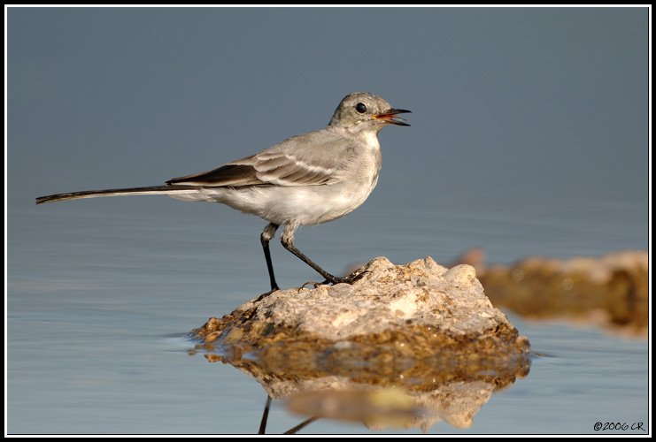 Ballerina bianca - Motacilla alba