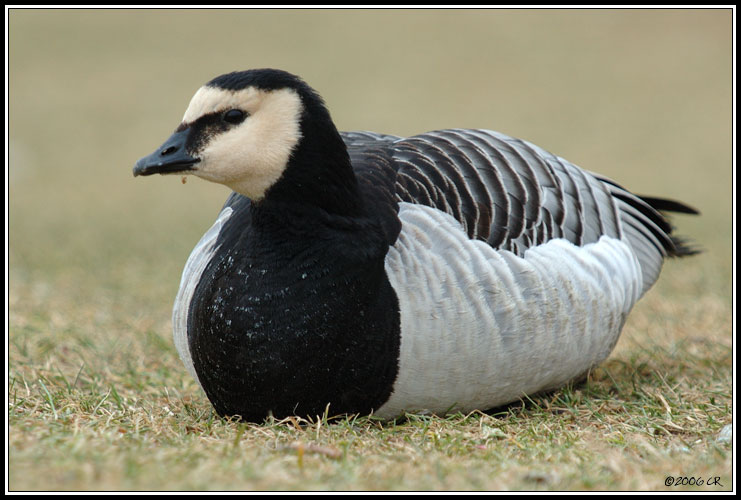 Bernacle goose - Branta leucopsis