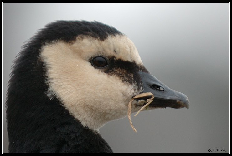 Bernacle goose - Branta leucopsis
