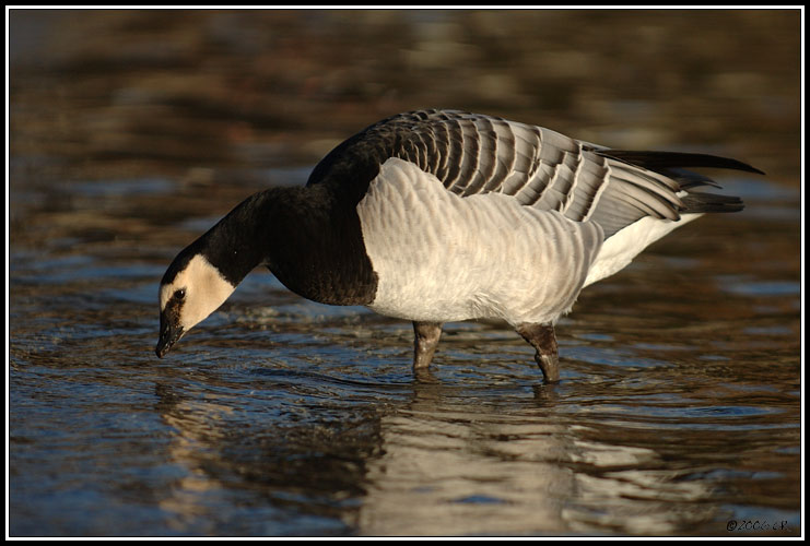 Bernacle goose - Branta leucopsis