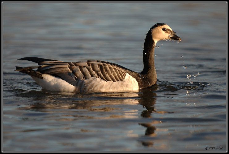 Bernacle goose - Branta leucopsis