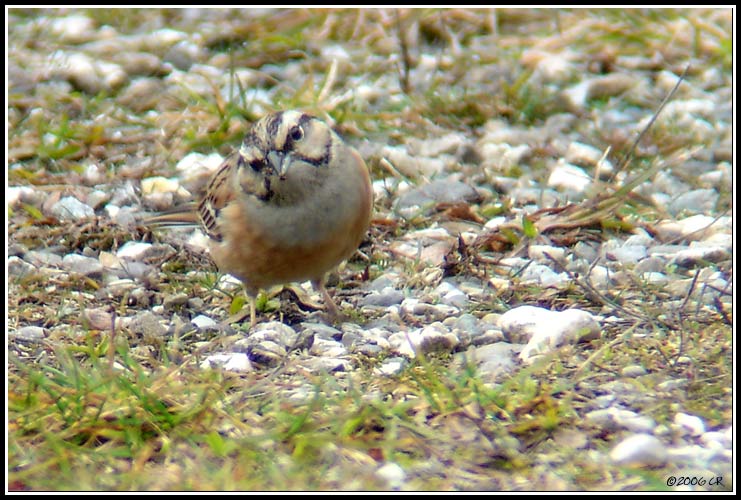 Rock Bunting - Emberiza cia