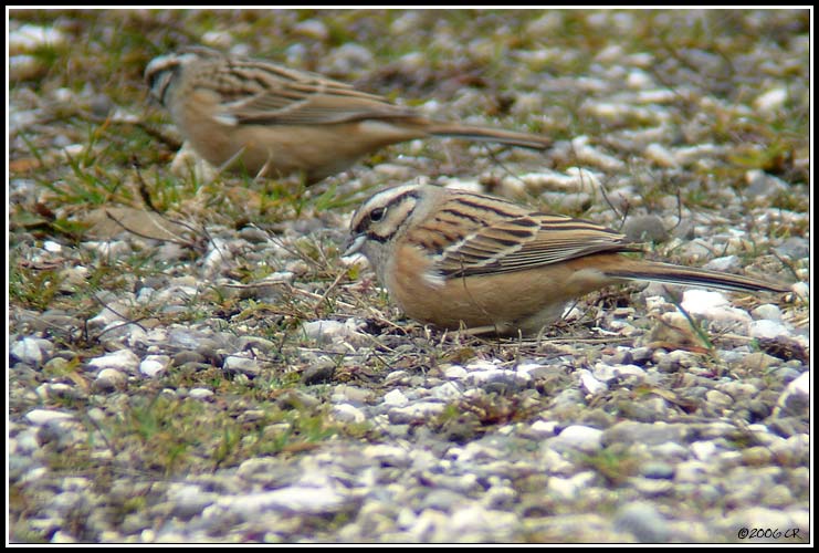 Rock Bunting - Emberiza cia