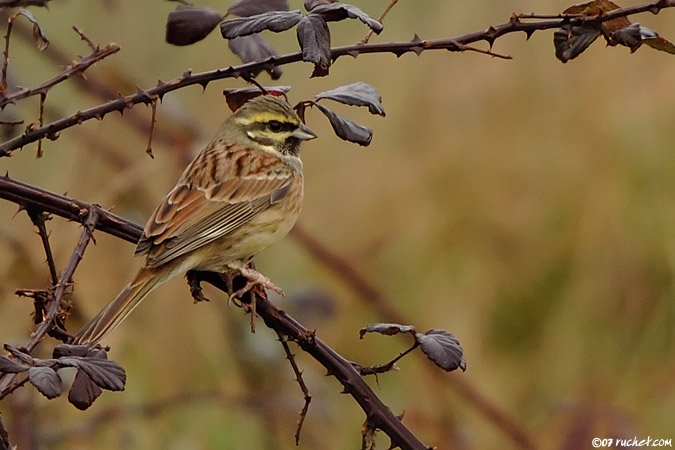 Zigolo nero - Emberiza cirlus