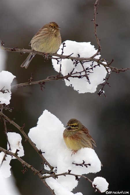 Zigolo nero - Emberiza cirlus