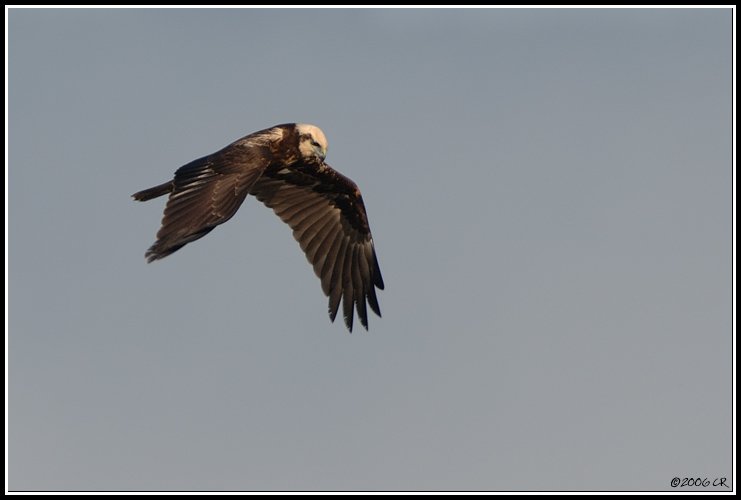 Falco di palude - Circus aeruginosus