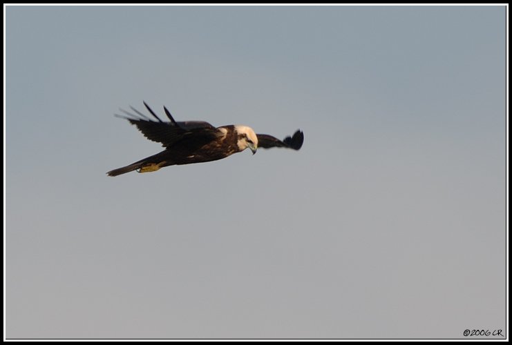 Falco di palude - Circus aeruginosus