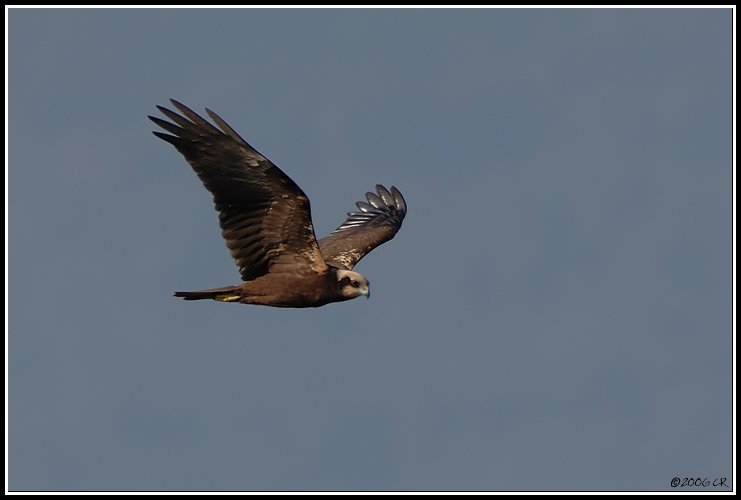 Falco di palude - Circus aeruginosus