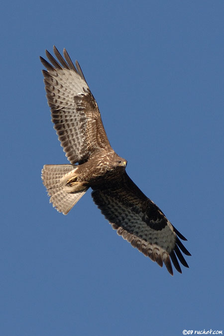 Mäusebussard - Buteo buteo