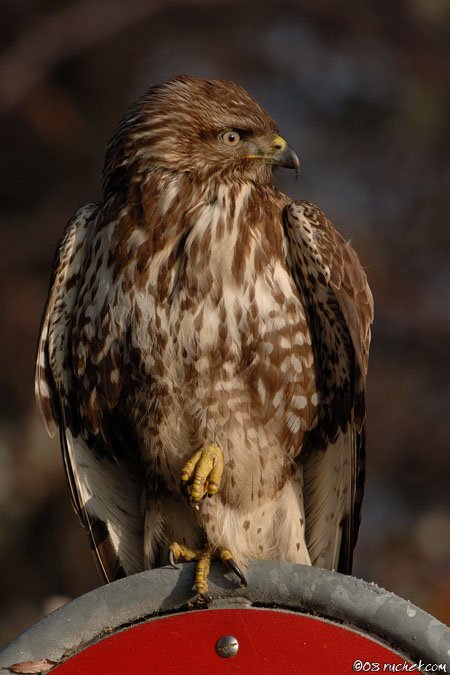 Poiana - Buteo buteo