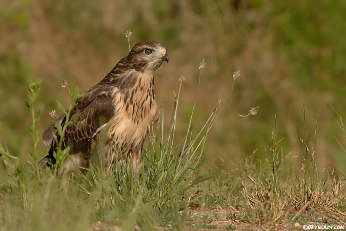 Mäusebussard - Buteo buteo
