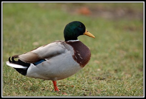 Canard colvert - Anas platyrhynchos