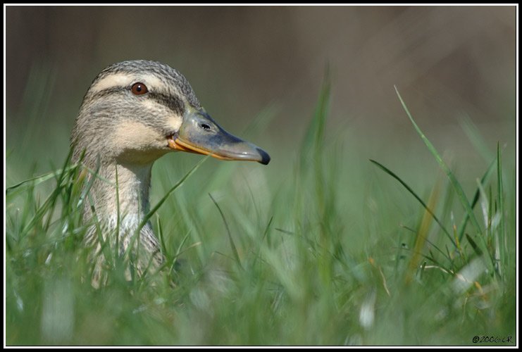 Canard colvert - Anas platyrhynchos