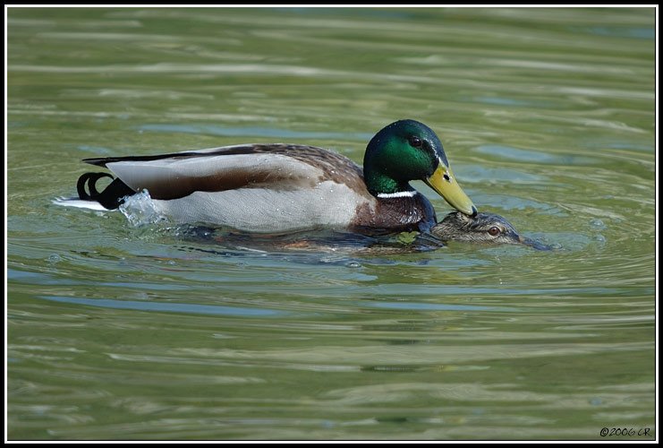 Canard colvert - Anas platyrhynchos