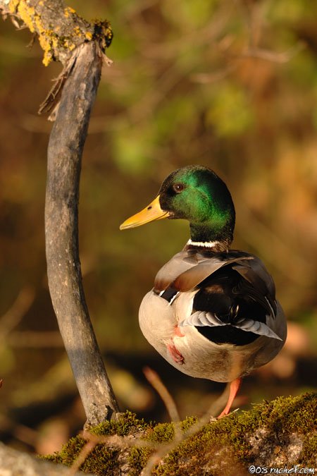 Canard colvert - Anas platyrhynchos