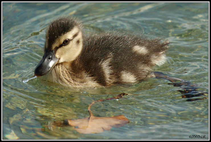 Canard colvert - Anas platyrhynchos