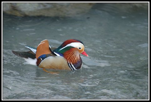 Mandarinente - Aix galericulata