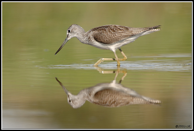Pantana - Tringa nebularia