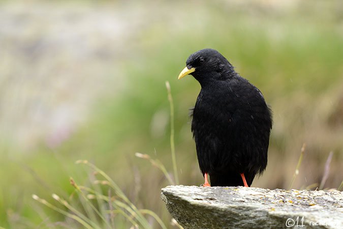 Alpine Chough - Pyrrhocorax graculus