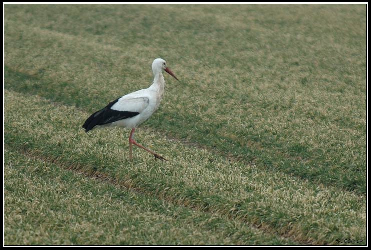 White Stork - Ciconia ciconia