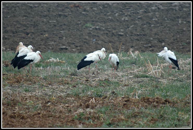 Cigogne blanche - Ciconia ciconia