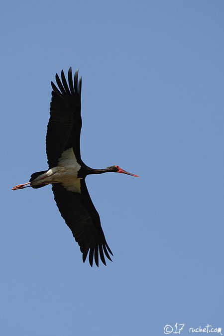 Black Stork - Ciconia nigra