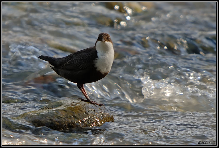 Merlo acquaiolo - Cinclus cinclus