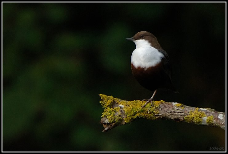 Merlo acquaiolo - Cinclus cinclus