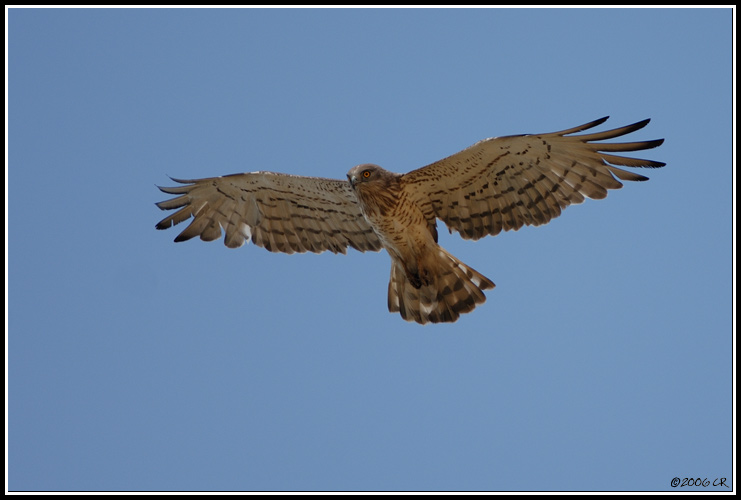 Biancone - Circaetus gallicus