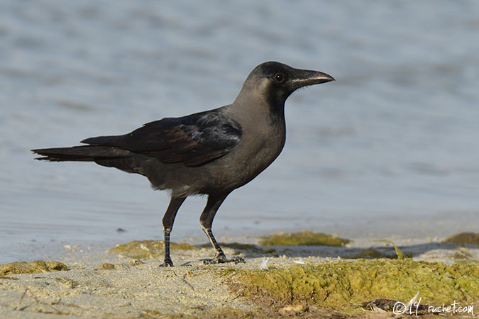 Corbeau brun - Corvus ruficollis