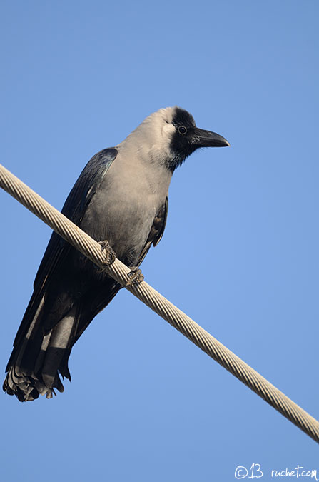 Cornacchia grigia indiana - Corvus splendens