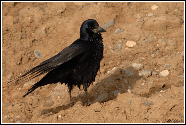 Corvo comune - Corvus frugilegus
