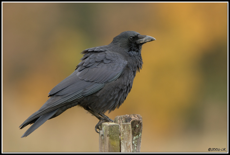 Corneille noire - Corvus corone