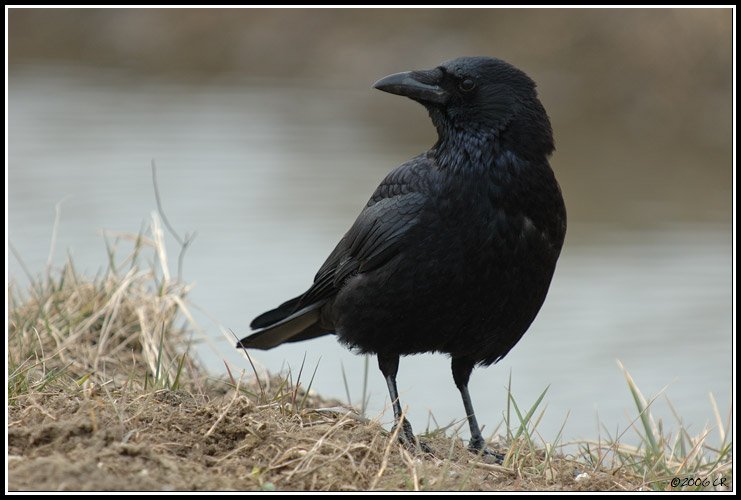 Carrion Crow - Corvus corone