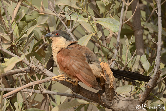 Senegal Coucal - Centropus senegalensis