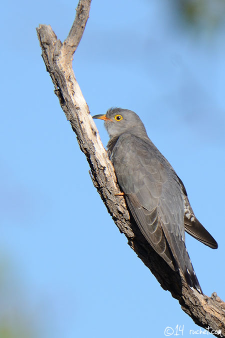 African Cuckoo - Cuculus gularis