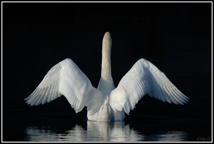 Cigno reale - Cygnus olor