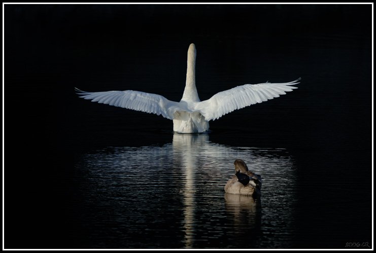 Cigno reale - Cygnus olor