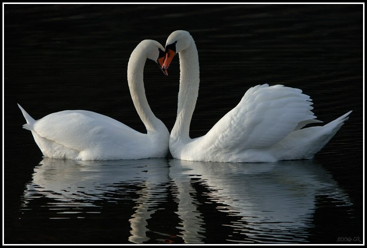 Cigno reale - Cygnus olor